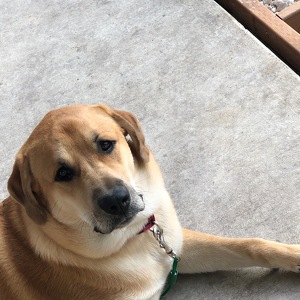 Fundraising Page: Dave Sandison